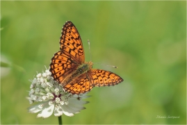 <p>PERLEŤOVEC KOPŘIVOVÝ (Brenthis ino) ----- /Lesser marbled fritillary - Mädesüß-Perlmutterfalter/</p>